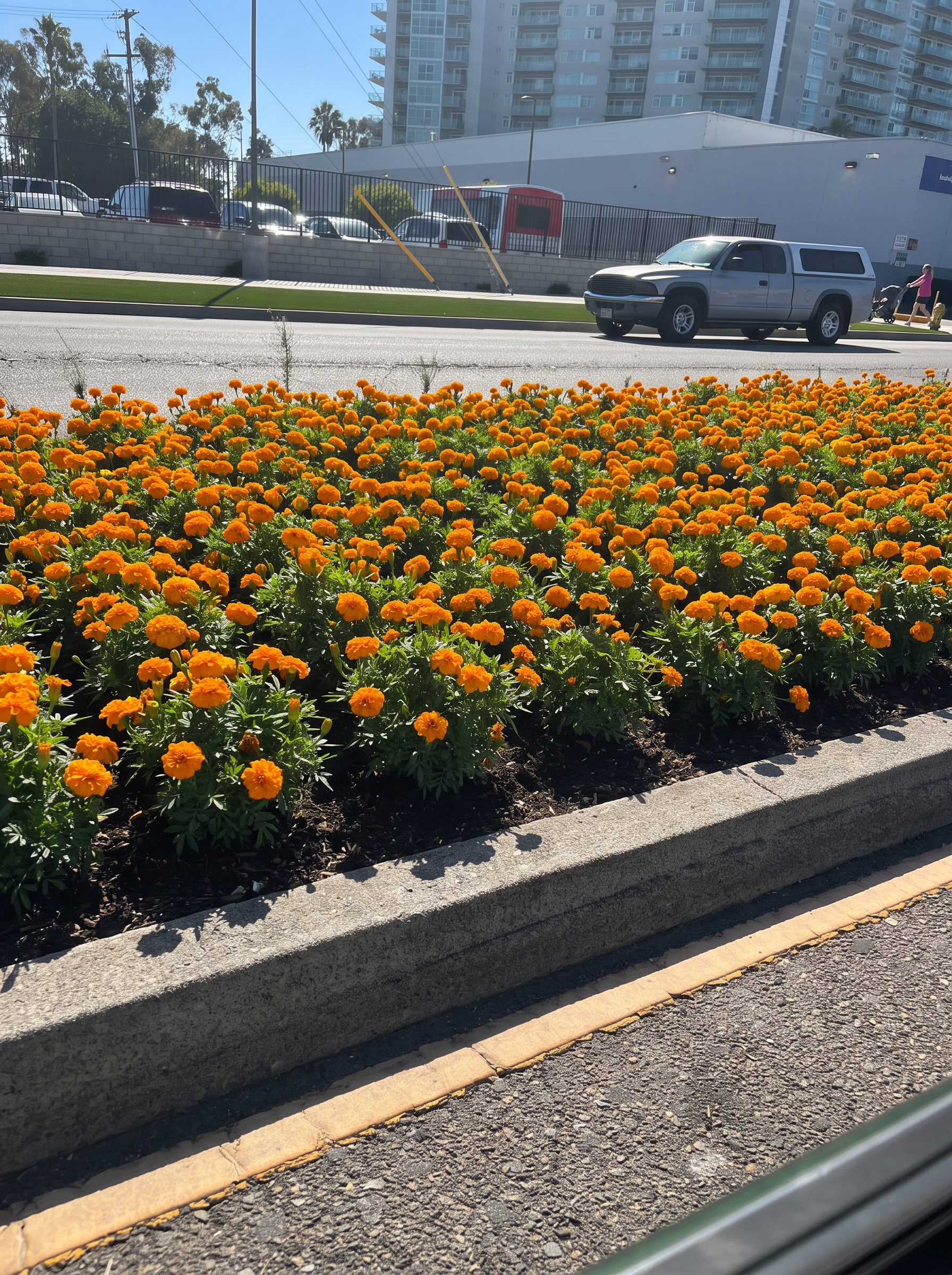 After: the concrete and weeds replaced with a full bed of orange California marigolds